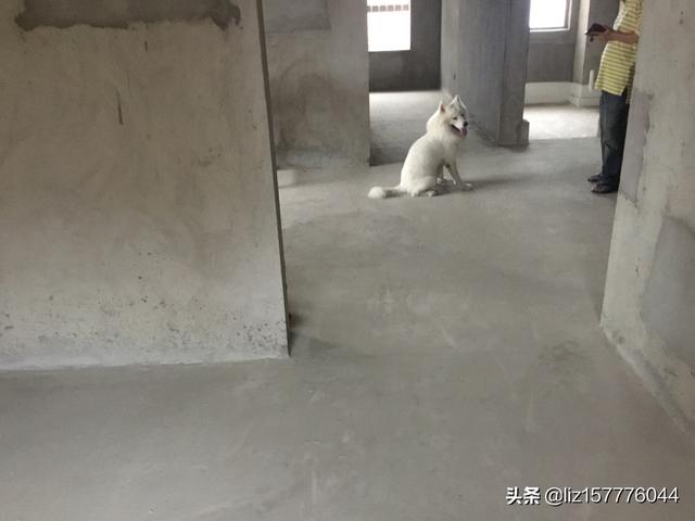 寵物店收購寵物狗嗎?寵物店收購寵物狗嗎安全嗎!