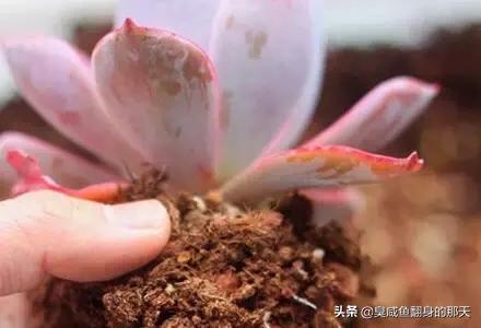 植物种植养护,植物种植养护记录