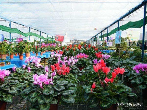 花卉种植技术 养护实验报告,花卉种植技术 养护实验报告总结