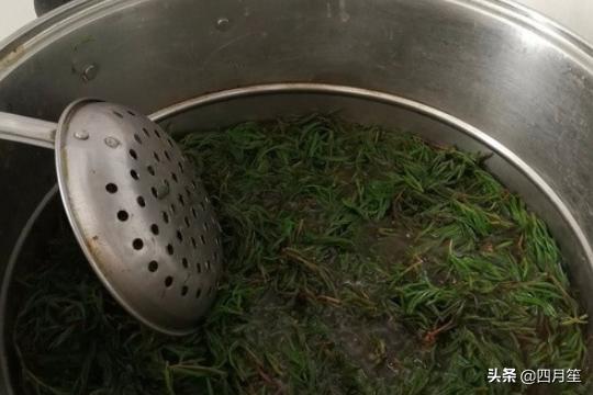 季菜 饺季菜饺子的做法