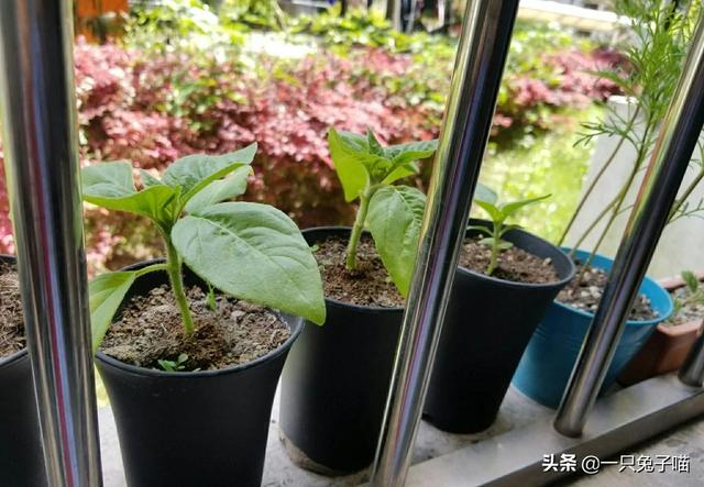 玩具熊向日葵种植方法，玩具熊向日葵种植方法全过程