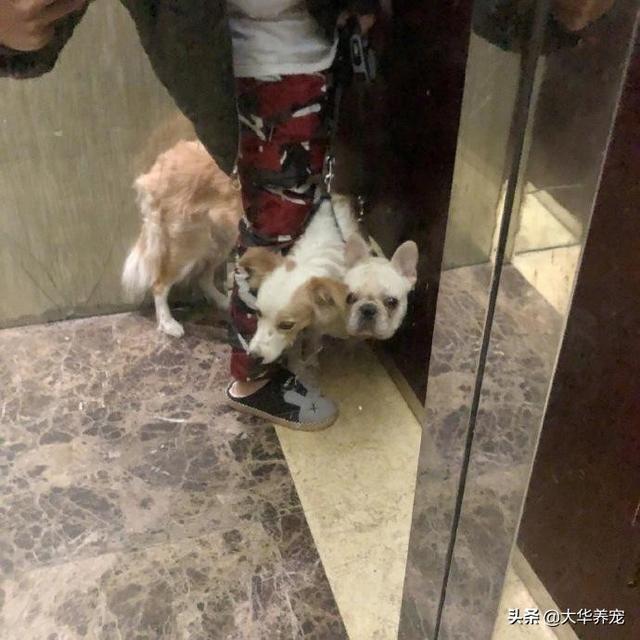 乘电梯被狗扑咬出血