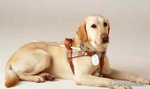男子持刀划伤宠物狗视频