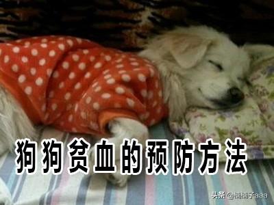 怎么改善狗狗贫血问题(图3)