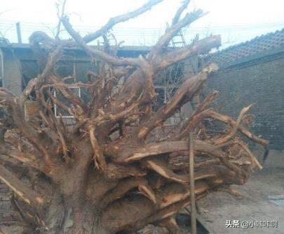 香椿根有什么功效作用(图3)