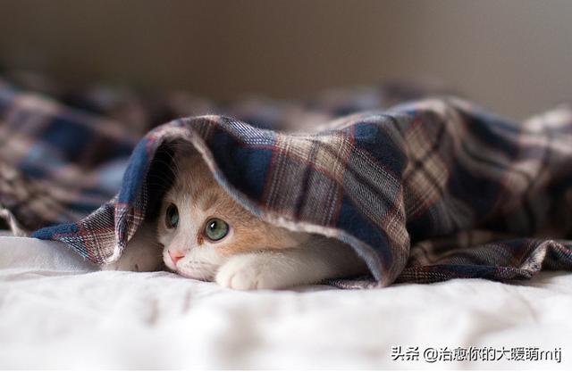 哪些宠物猫比较温顺，比较适合家里饲养,第9张