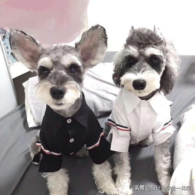 买狗狗一般选择几个月大的开始领养较合适,第1张