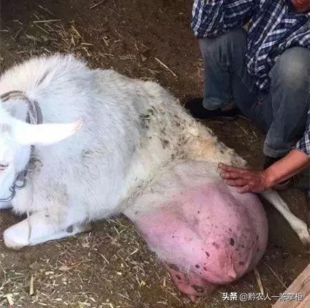女性怀孕后多久长乳房(图5)