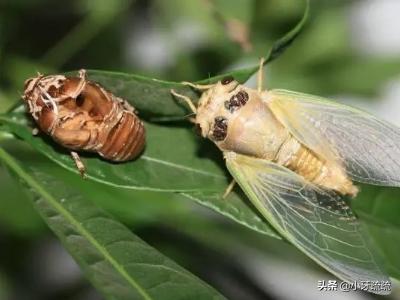 河南哪个山猴多