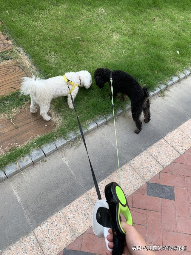 家里新来一只狗狗，两只狗要怎么相处啊,第4张