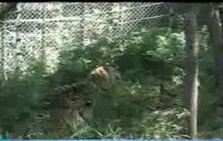 藏獒和老虎哪個厲害?藏獒和老虎哪個厲害?!