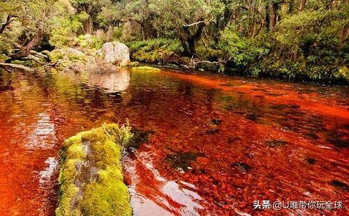 花园种植奥克兰花好吗图片,花园种植奥克兰花好吗图片大全