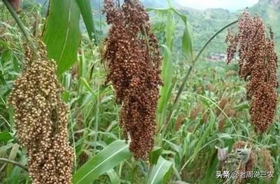 自贡双胞胎饲料-自贡双胞胎饲料有限公司