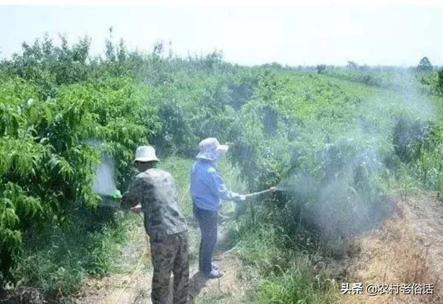 尿素叶面肥浓度?尿素叶面肥浓度是多少!