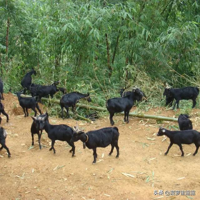 黑龙江泥鳅养殖-黑龙江泥鳅养殖基地在哪