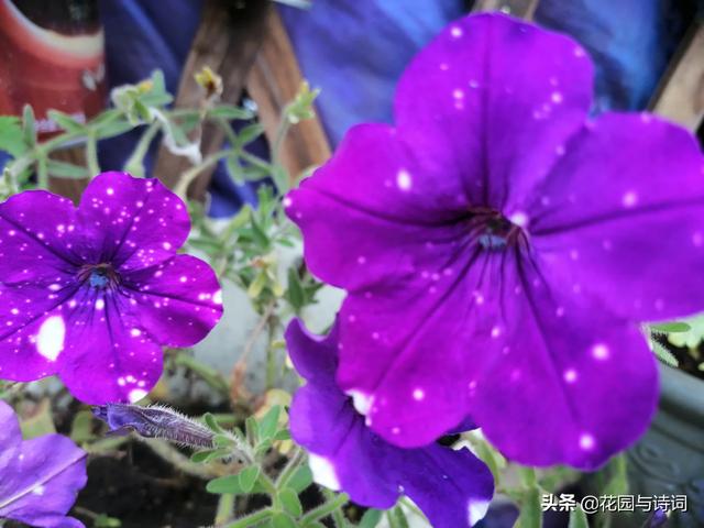 阳台种植绿叶菜,阳台种植绿叶菜的方法