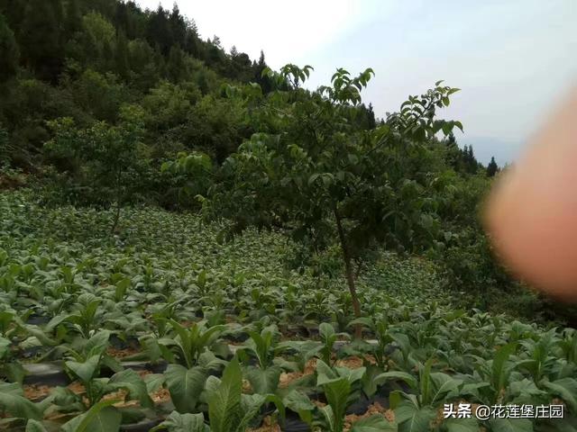 白不拉几的芒果好吃，白不拉几的芒果好吃吗