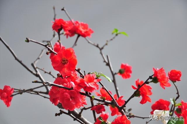 冬季开花植物20种