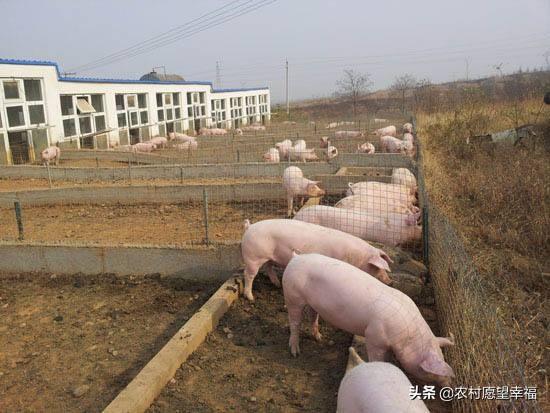 大自然饲料论坛-大自然饲料论坛官网