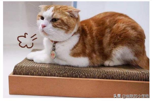 猫抓软件猫抓软件怎么使用