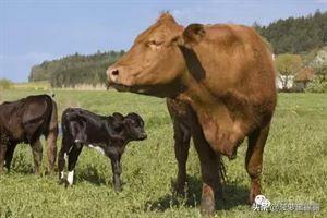 黑龙江泥鳅养殖-黑龙江泥鳅养殖基地在哪