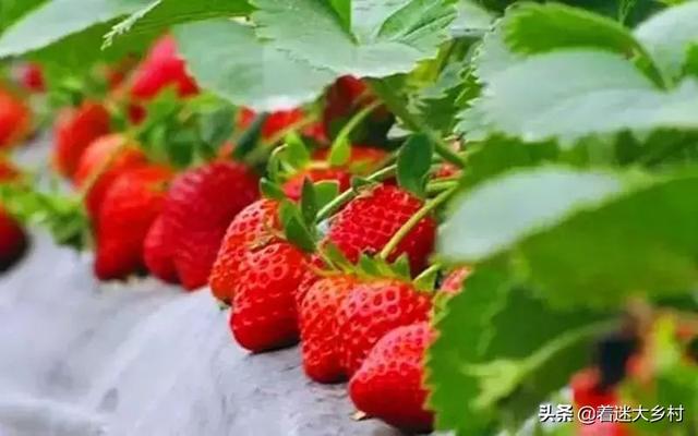 草莓 大棚种植技术和管理，草莓 大棚种植技术和管理方法