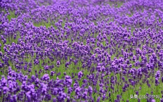 各种花的花语