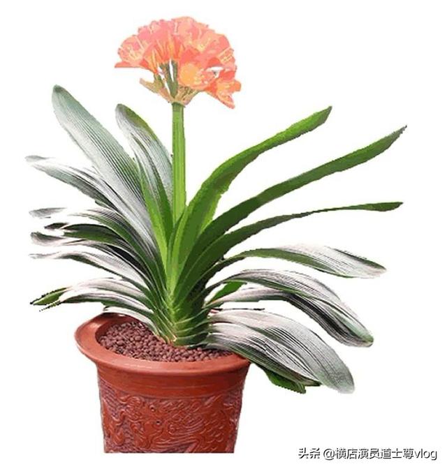 楼顶花园可以种植桂花吗,楼顶花园可以种植桂花吗视频