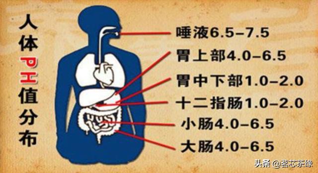 身体酸性怎么调理成碱性(图5)