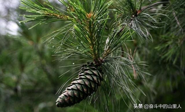 适合华北地区种植的名贵树木-适合华北地区种植的名贵树木有哪些