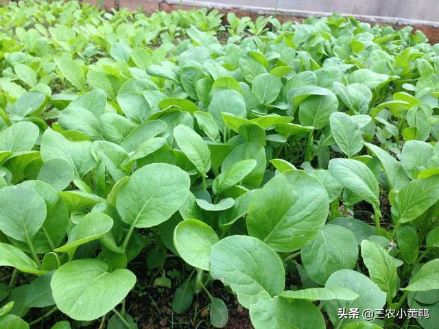 阳台小白菜种植方法,阳台小白菜种植方法全过程