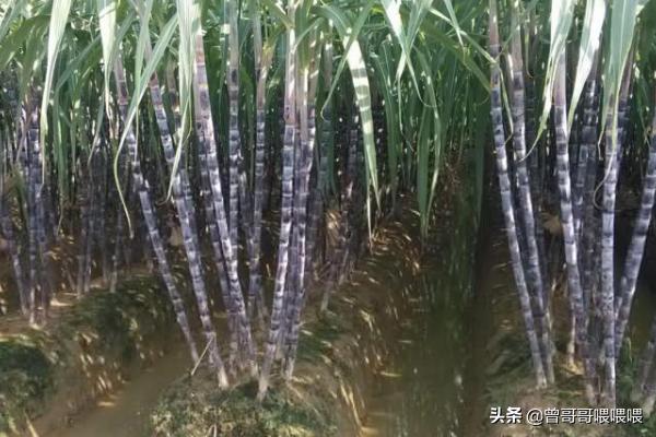 甘蔗种植方法和技术 甘蔗的种植方法和配方？