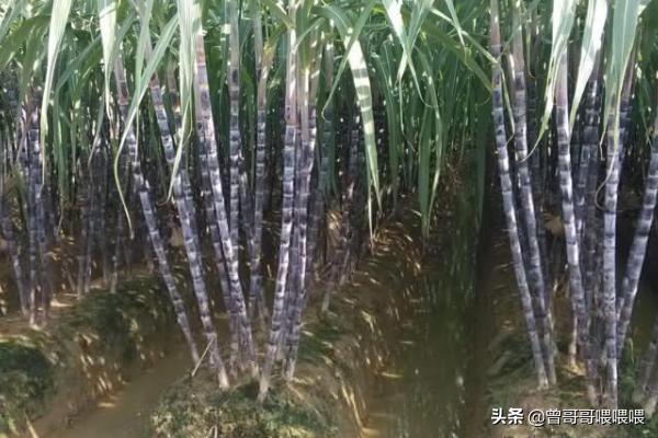 甘蔗怎么种植方法，甘蔗怎么种植方法步骤