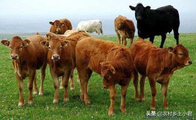 河南养殖业概况介绍 河南地域从事养殖什么东西好？