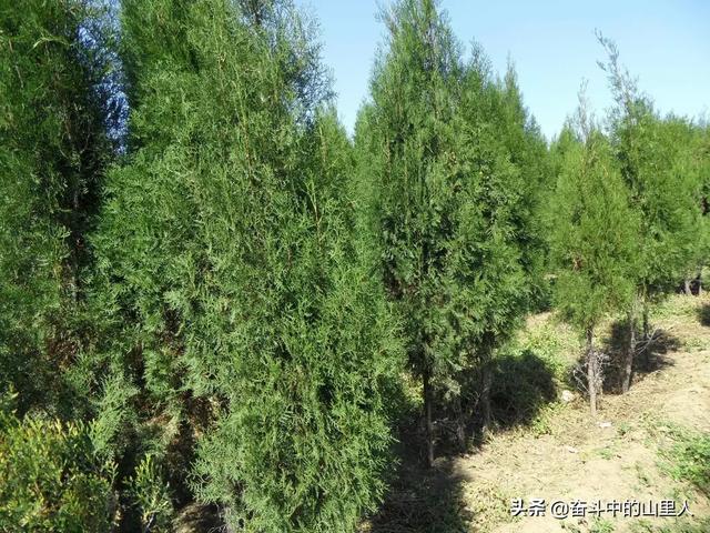 北方苗木销售网