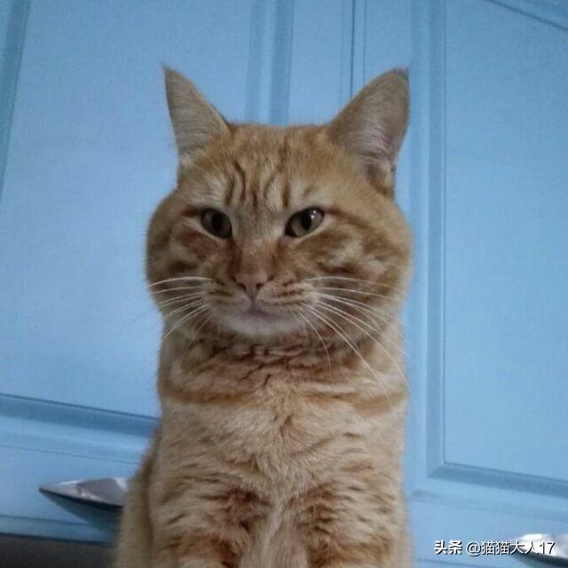我家的猫咪不吃鱼只吃猫粮，什么办法可以改变现状,第3张