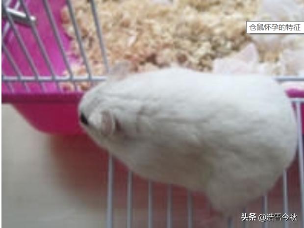 怎么判断仓鼠怀孕