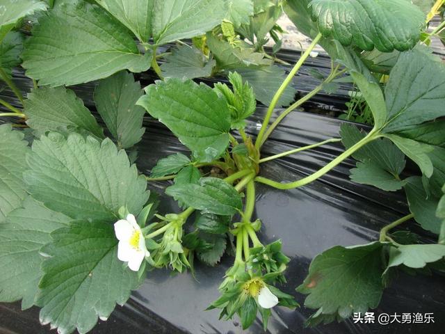 天视利-天视利月影宝盒