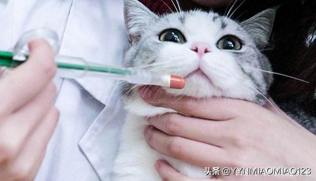 猫咪变瘦了是怎么回事(图2)