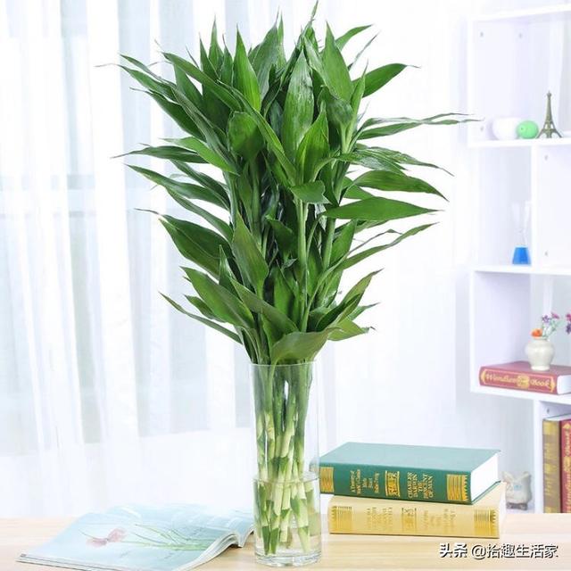 新栽培的太阳花怎么养护和管理(图2)