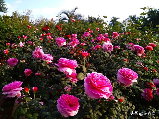 室内阳台花卉种植?!