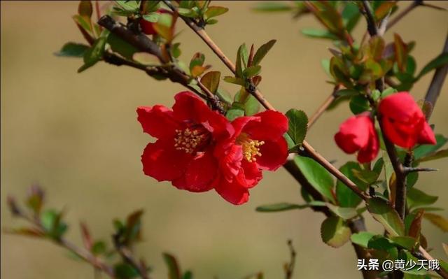 花卉植物夸张手法画? 花卉植物夸张手法画图!