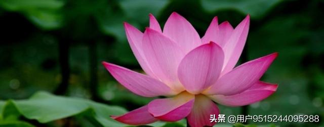 荷花的特点（介绍一下荷花的特点）