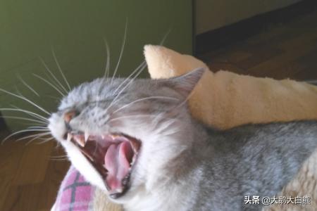 喵咪最新破解版apk 求喵咪app破解版ios-第4张图片-春华游戏网