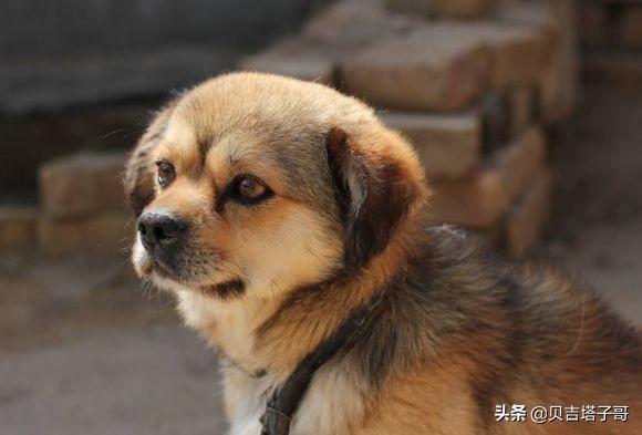 中华田园犬图片-中华田园犬图片大全大图