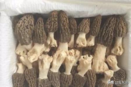 新鲜羊肚菌怎么保存(图2)