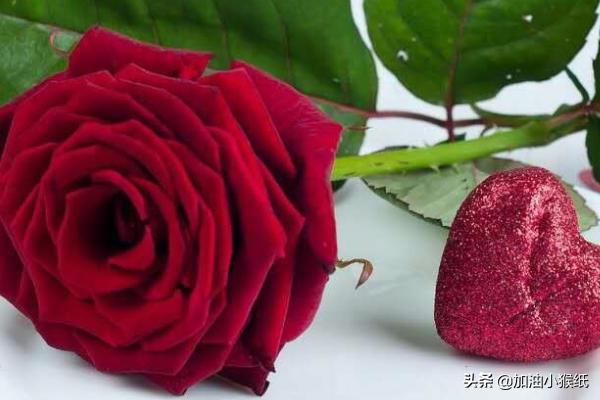 玫瑰花99朵图片（玫瑰花99朵大概多少钱）