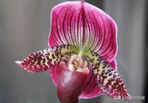 硬叶兜兰 （硬叶兜兰国家一级保护植物）