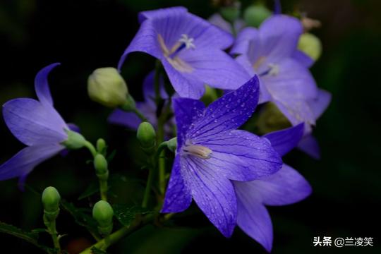 桔梗花种植方法，桔梗花种植方法和注意事项