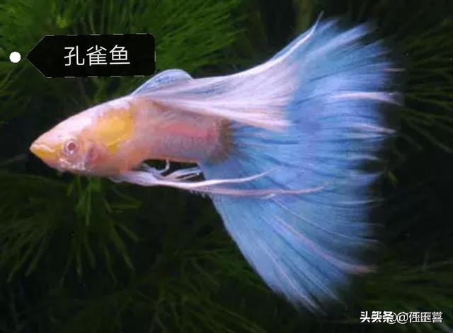 养什么最挣钱又好养的 养什么羊好养又赚钱？